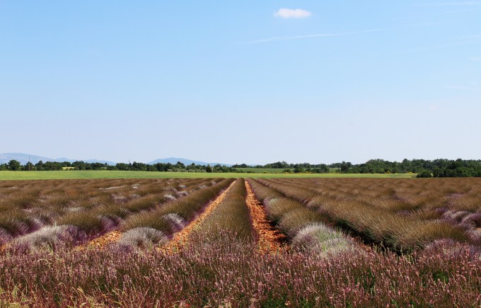 Plateau de Valensole_viola (3)